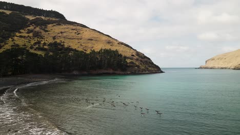 Gansos-Volando-Hacia-El-Océano-En-Una-Bahía