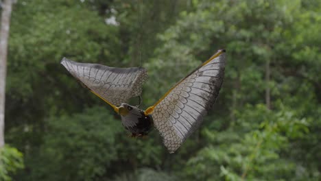 La-Encantadora-águila-De-Juguete-Gira-Con-Gracia-Con-El-Viento,-Simbolizando-La-Libertad-Y-La-Alegría.