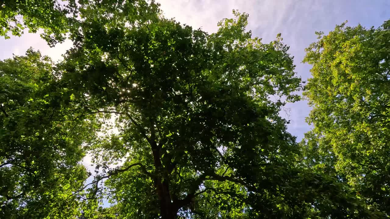 빛이 울창한 초록색 나무 가지를 통해 필터링