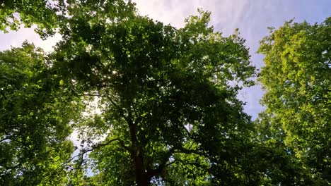 la luz del sol filtrándose a través de las ramas de los árboles verdes y exuberantes