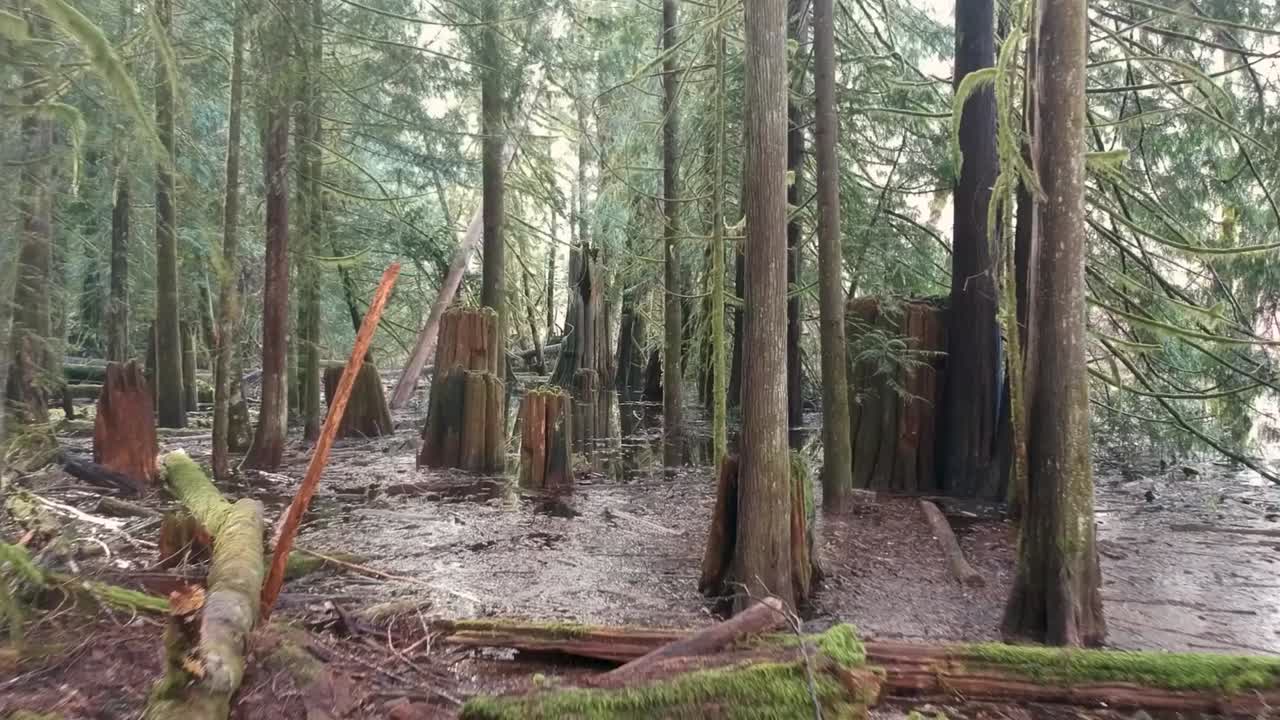 Moving shot toward a burned out stump in a flooded rain forest on Vancouver Island Canada with old moss hanging from branches and a few light flares.