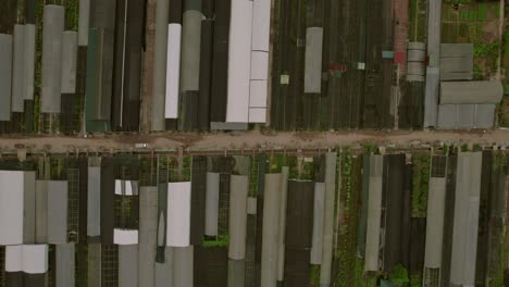 aerial view of greenhouses in hanoi, vietnam, arranged in neat rows, showcasing agricultural organization