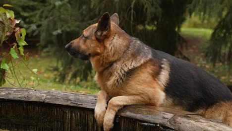 Glücklicher-Deutscher-Schäferhund,-Der-Die-Kamera-Neben-Dem-Wasserbrunnen-Betrachtet