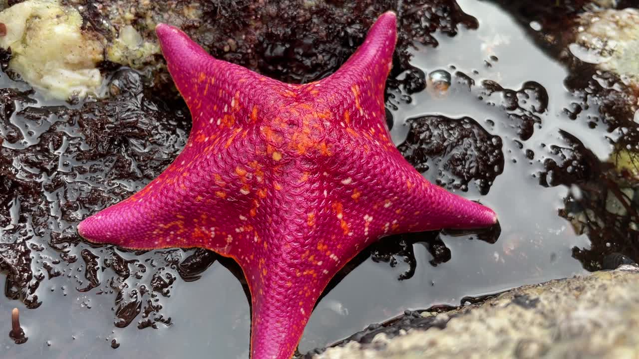 Uma estrela-do-mar-morcego em uma poça de maré rasa, cercada por rochas e outras criaturas marinhas.