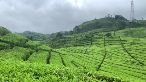 tea field in ciwidey, west java, indonesia