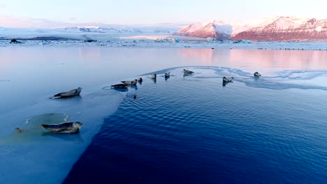 beautiful panoramic view of seals on white ice floe in iceland, under the red sunset. we can see glacier and the sky in the horizon.