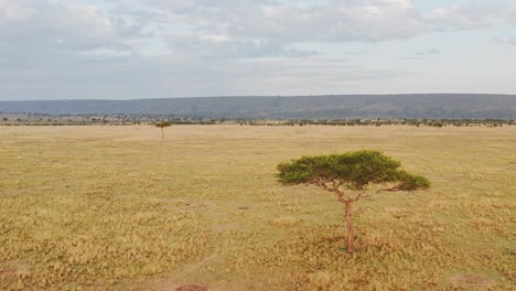 masai mara aerial drone shot of africa landscape nature scenery of kenya savannah, acacia tree, vast plains and wide open grassland, view from above maasai mara, low african establishing shot