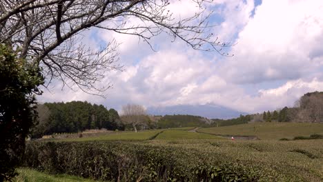 Hermoso-Paisaje-En-Los-Campos-De-Té-Verde-En-Japón-En-Un-Día-Nublado