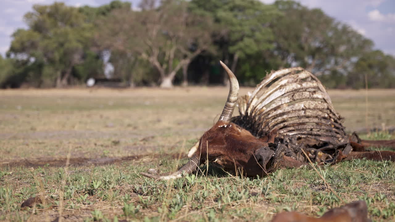 Cadáver en descomposición de una vaca en una granja durante una sequía severa en África.