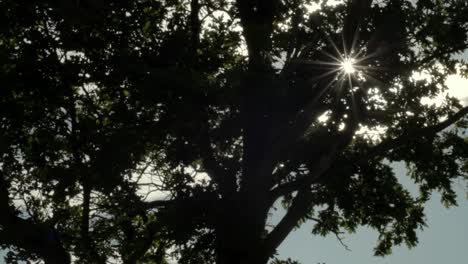 sun shines through branches of an oak tree