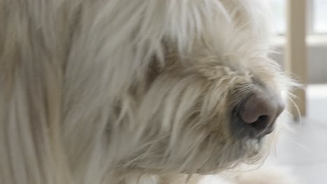 cute furry dogs face. close up