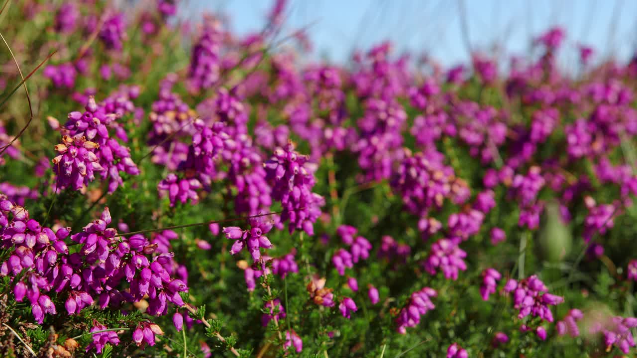 Stunning Purple Heather in Bloom