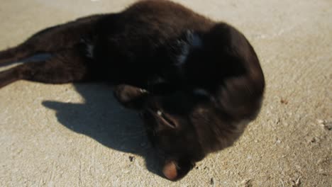 gato jugoso girando en su vientre atrapando la luz del sol
