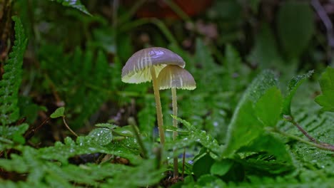 close-up of tiny mushrooms on green grass growing under the rain