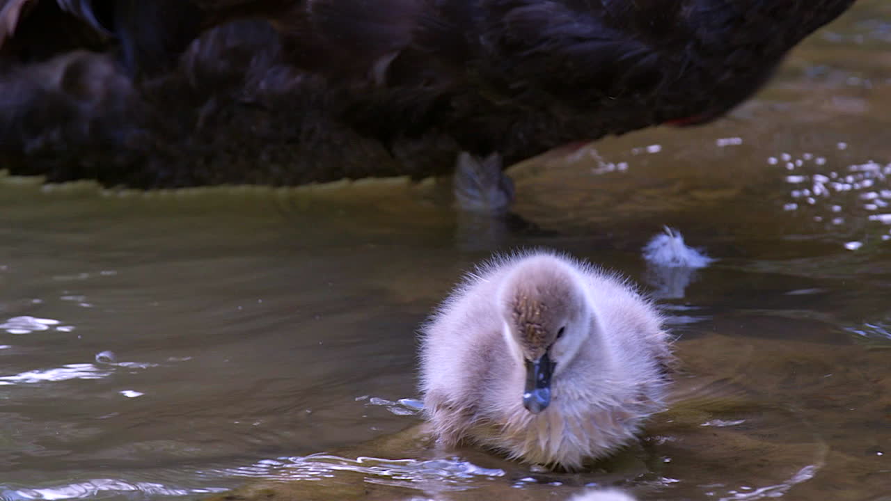 Um adorável cisne filhote, filhote de cisne negro tropeçando em uma rocha à beira do lago com sua mãe atrás dele - em câmera lenta