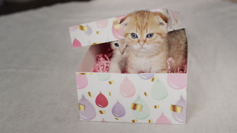 two kittens peek out of a gift box.