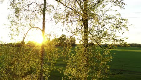 Sonne-Scheint-Durch-Birken-Im-Feld---Nahaufnahme