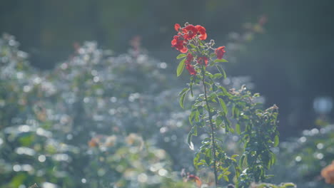 Red-wildflower-blooming-sunny-day-closeup.-Flower-growing-in-floral-garden.