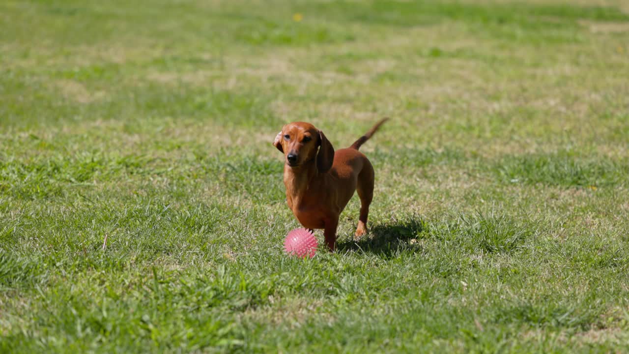 Dachshund playing with ball in the grass