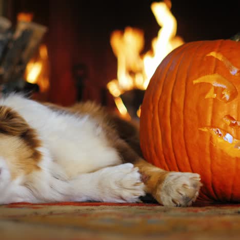 cane che sonnecchia vicino a una zucca intagliata