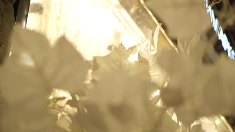 white floral display with lights