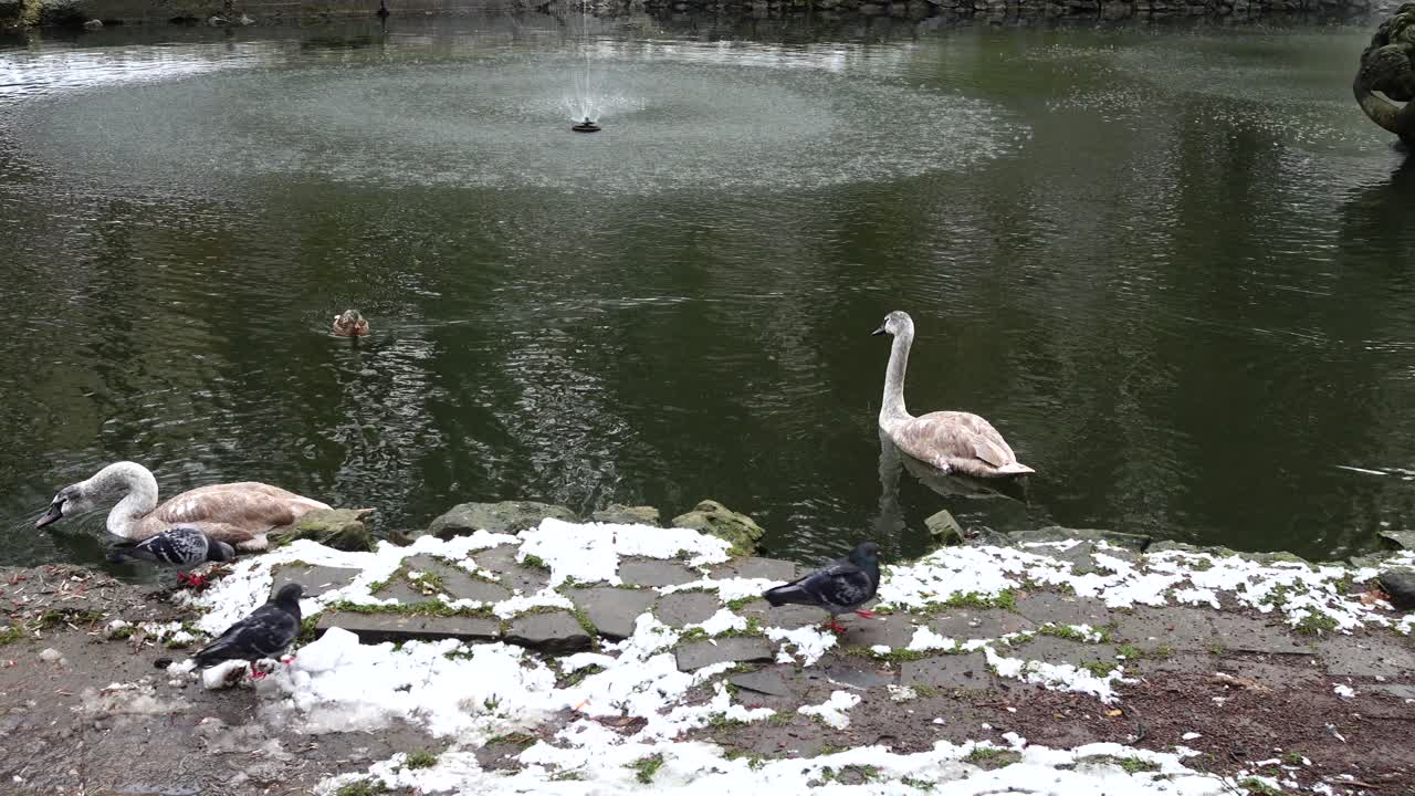 Cisnes e Pombos Nadando em um Lago de Parque de Inverno com Neve