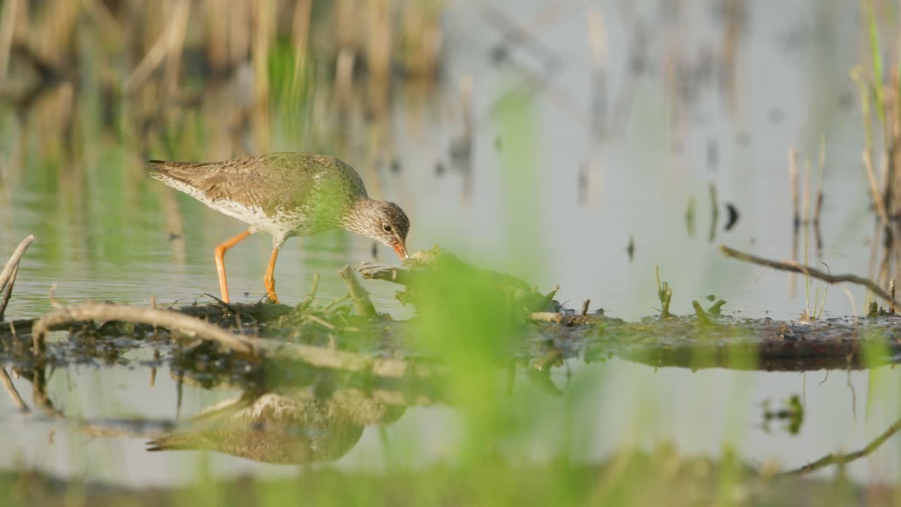 un redshank común vadeando a través de un humedal sereno, reflejándose en el agua tranquila