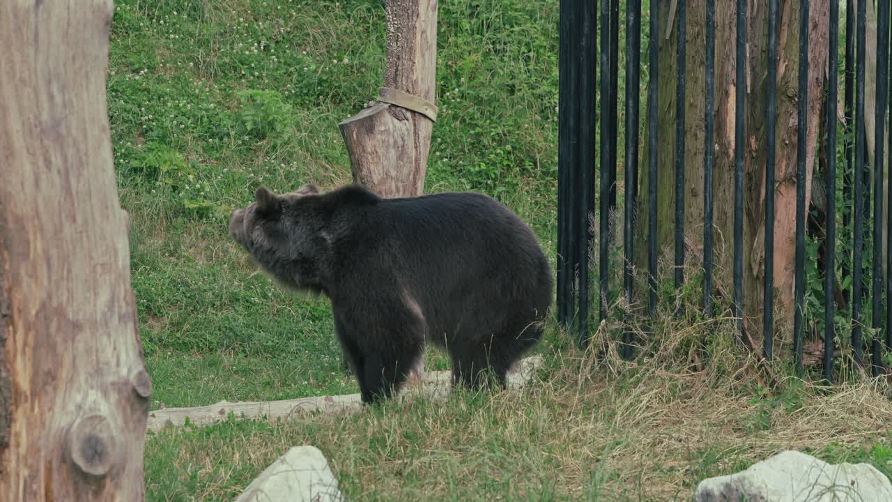 Orso grizzly in piedi vicino a un albero nel suo recinto.