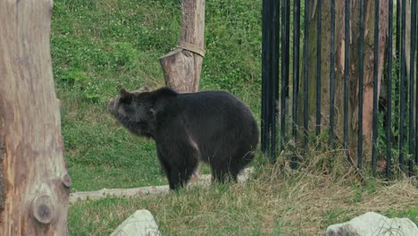 Grizzly-bear-standing-near-a-tree-in-its-enclosure