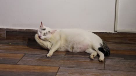 chubby-adult-female-whitish-cat-licking-and-looking-up-and-yawning-while-lying-down