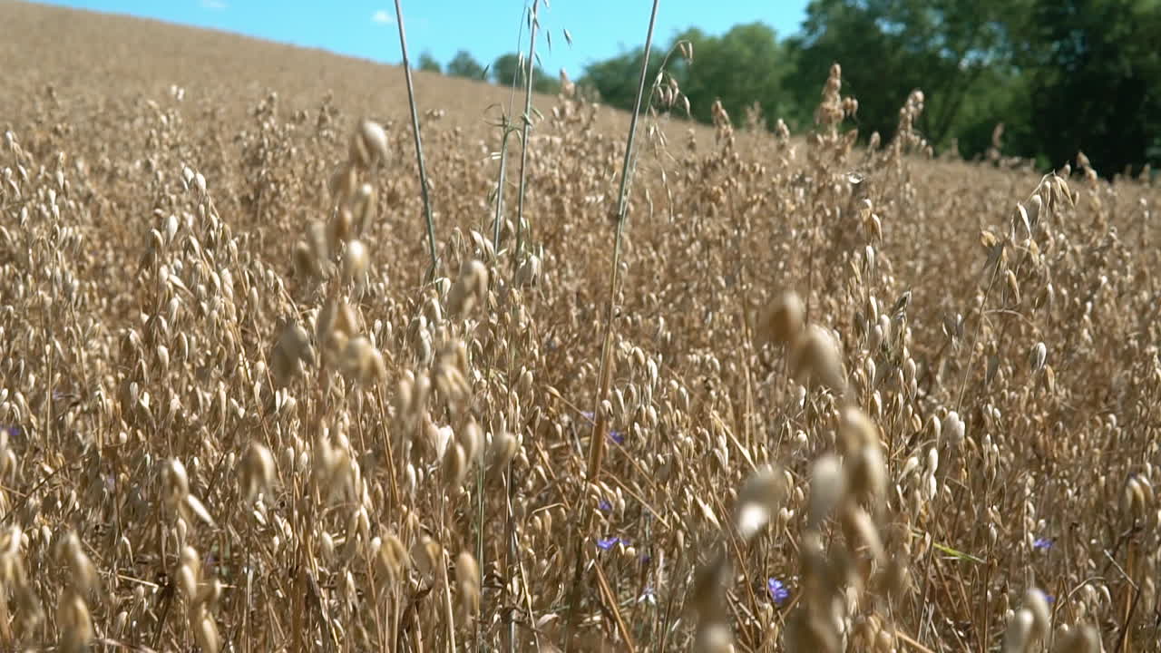Motion shot of dry plant field in nature during sunny day in Europe,climate change
