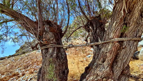 two old trees tied together on a dry hillside with a bright sky in the background