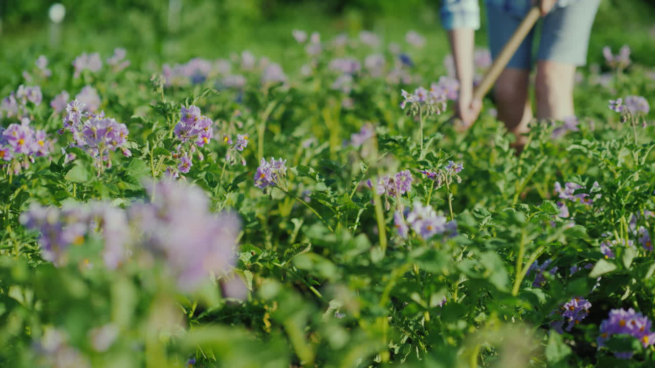 인식할 수 없는 여성이 농장과 환경에 대한 초기 감자 품종 작업으로 정원의 잡초를 제거합니다.