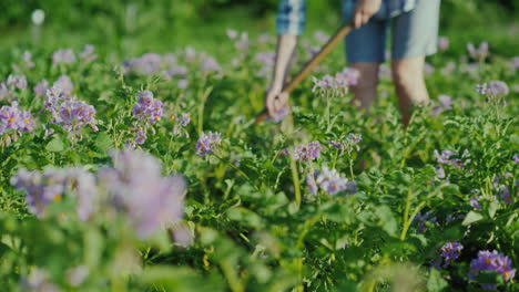 una mujer irreconocible deshierba un jardín con una variedad temprana de papas trabaja en la granja y el medio ambiente