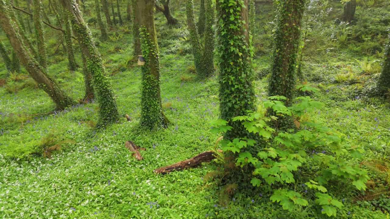 Lush green forest in Spring with blooming flowers and green moss