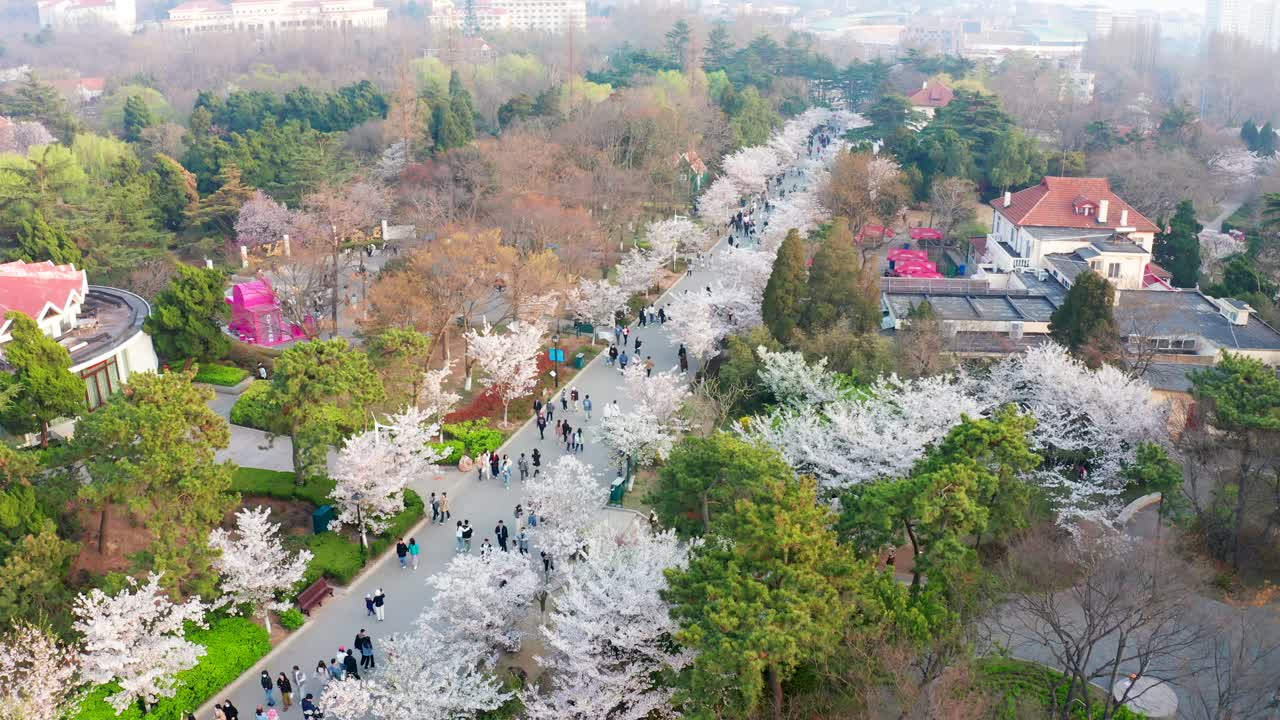 In spring, the cherry blossoms bloom in Zhongshan Park in Qingdao, attracting a large number of visitors to appreciate