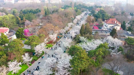 Im-Frühling-Blühen-Die-Kirschblüten-Im-Zhongshan-Park-In-Qingdao-Und-Locken-Zahlreiche-Besucher-An