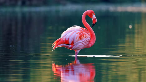 flamenco rosado en el agua