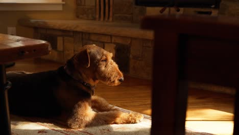 close up of an airedale terrier dog laying on a rug in the sunshine