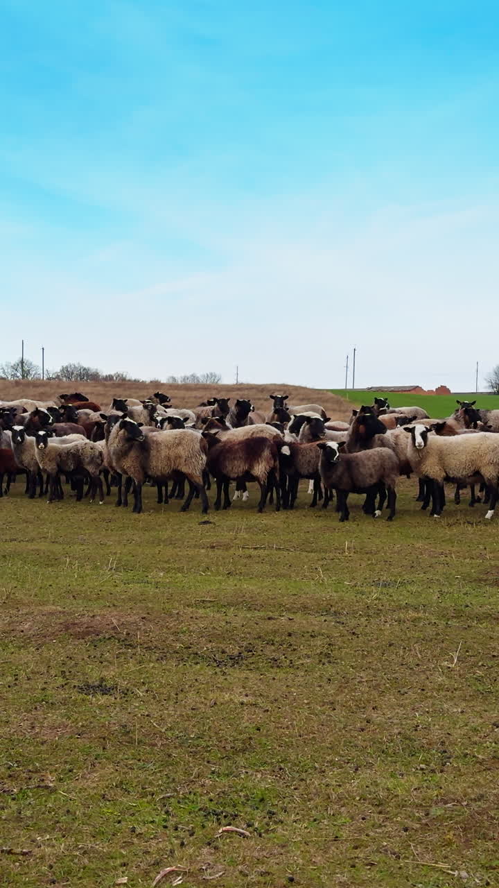 Big flock of fluffy sheep walk by the meadow in autumn. A group of animals stops looking in one direction. Vertical video