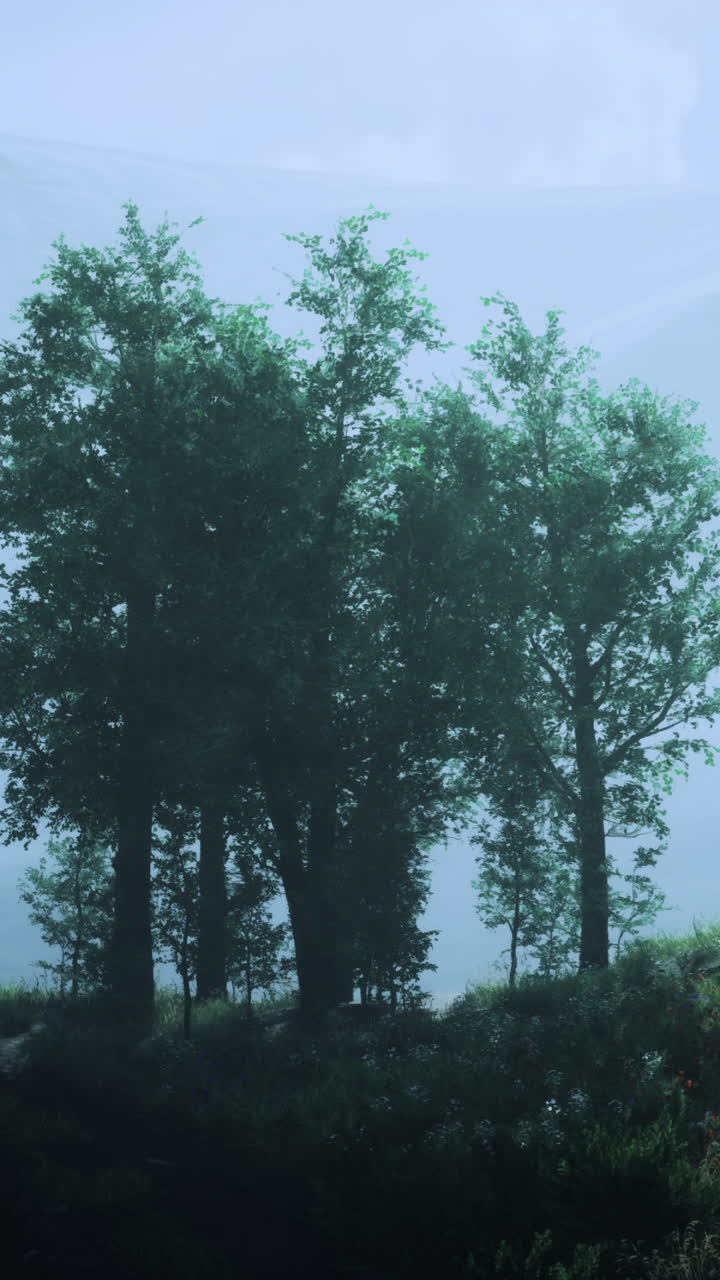 Misty morning in tranquil forest with silhouettes of trees against mountains