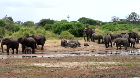 huge gather of african elephants of all ages playing in the mud close to a waterhole in the african savannah of tanzania