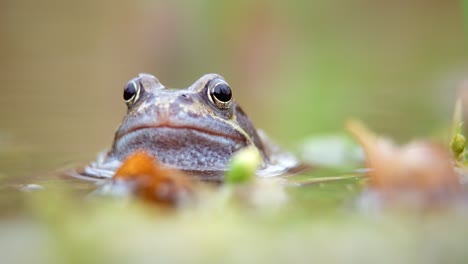 european common frog in a pond in oxford, uk, pumping throat