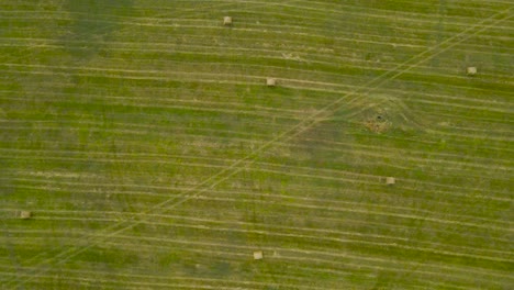 top down aerial drone footage view of freshly made silage wheat hay bale rolls while camera glides and is flying over a grassy green and brown summer or autumn farm field land at cloudy day time