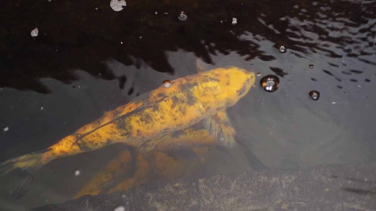 Closeup of goldfish swimming in a pond.