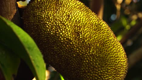 single yellow jackfruit with rough spiky skin close up, tropical fruit growing