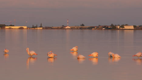 flamencos durmiendo en un estanque construcción de luz al atardecer y fondo de la carretera.