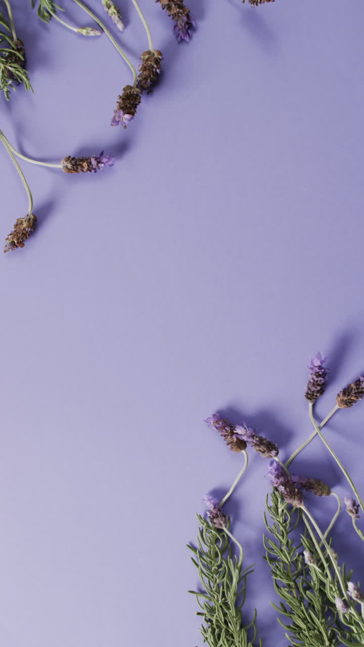 Video verticale di fiori di lavanda con spazio per il testo su sfondo viola