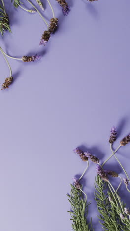 vertical video of lavender flowers with copy space on purple background