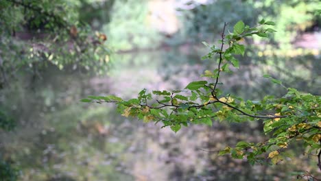 Leaves-above-'The-Lake'-within-Epping,-London,-United-Kingdom